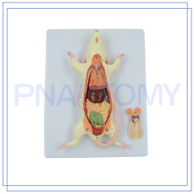 PNT-0821 hot sale animal rat mouse model